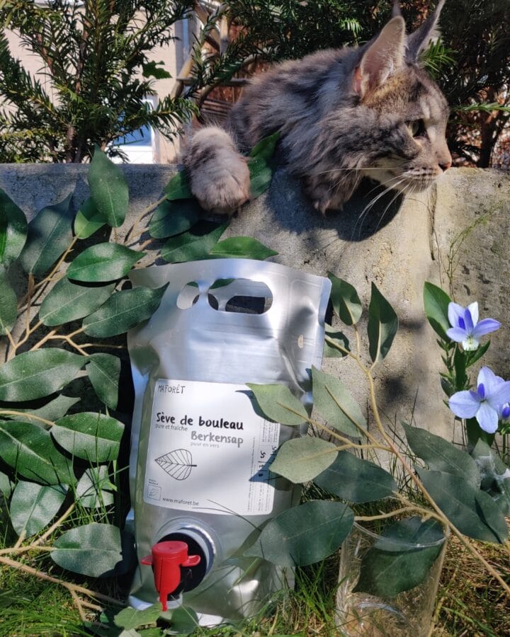 chat sur la photo du produit de la sève de bouleau