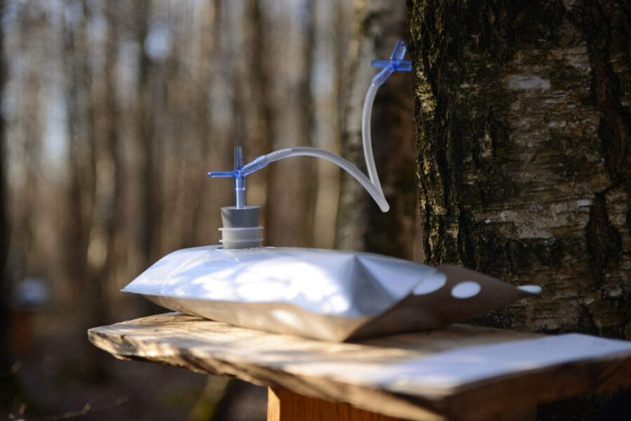 sève sortant directement du bouleau dans le bag-in-box.