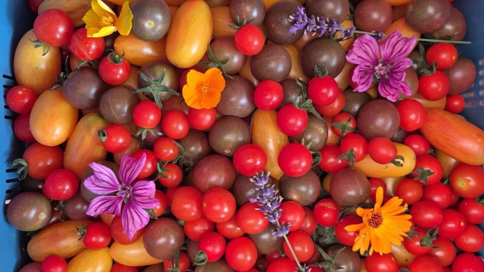 Récolte de tomates de Biotiful