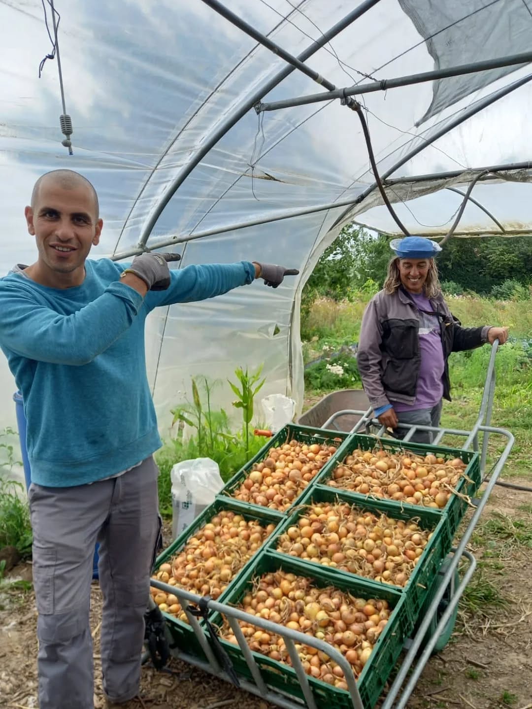 récolte oignons Biotiful