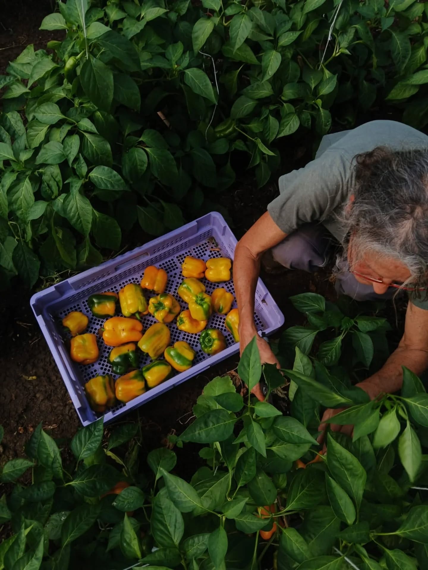 récolte de poivrons Biotiful