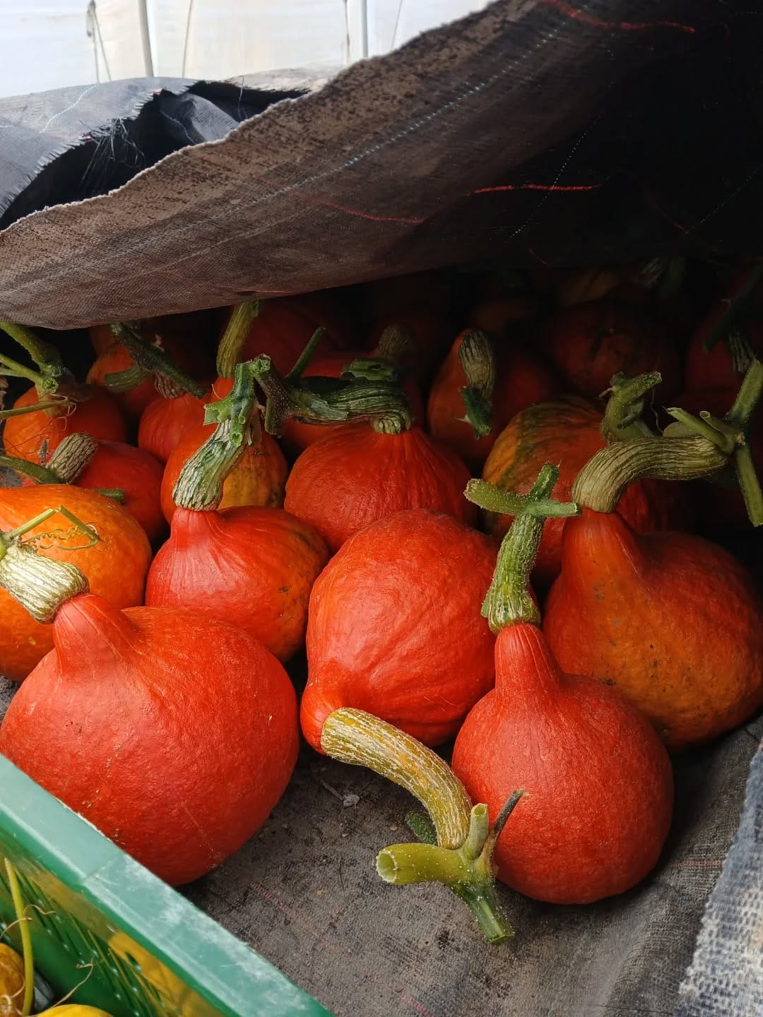 récolte potimarrons Biotiful