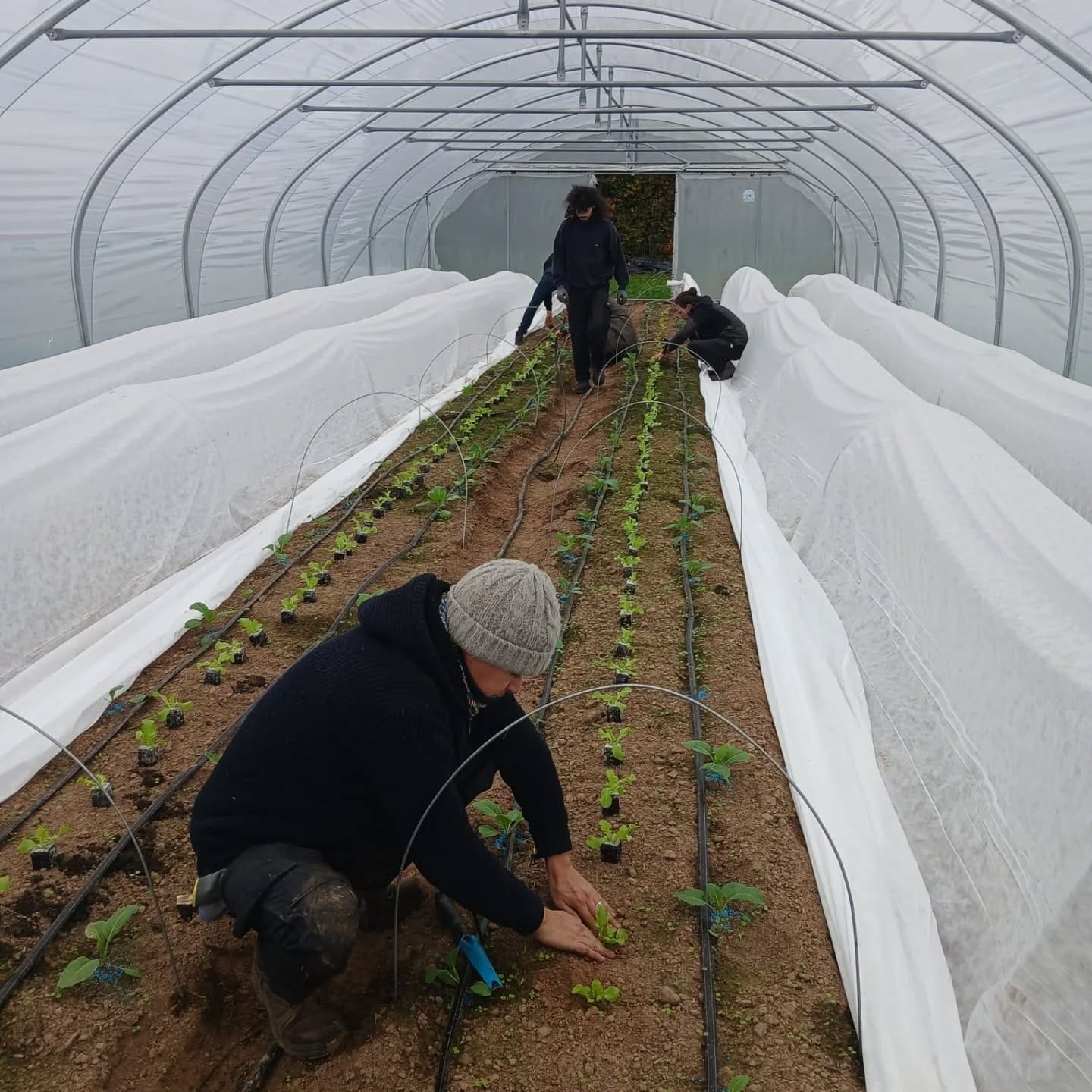 récolte dans les serres de Biotiful